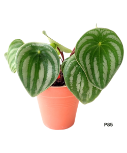 Peperomia Watermelon Argyreia Potted Plant