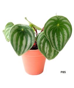 Peperomia Watermelon Argyreia Potted Plant