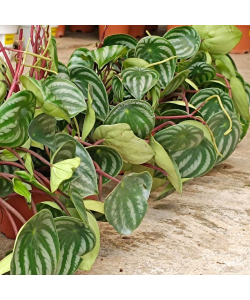 Peperomia Watermelon Argyreia Potted Plant