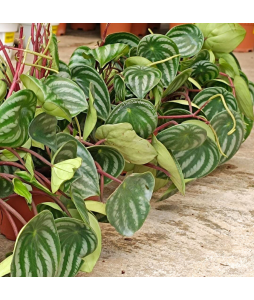 Peperomia Watermelon Argyreia Potted Plant