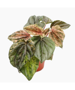 Peperomia Marmorata 'Pink Lady'