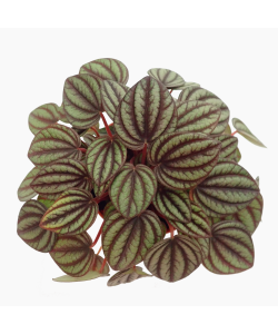 Peperomia Albovittata Piccolo Banda