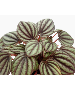 Peperomia Albovittata Piccolo Banda