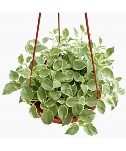 Peperomia Variegated Hanging Trailing Plant