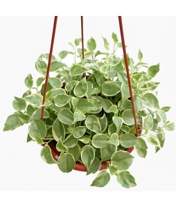Peperomia Variegated Hanging Trailing Plant