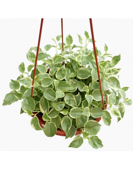 Peperomia Variegated hanging