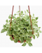Peperomia Variegated Hanging Trailing Plant
