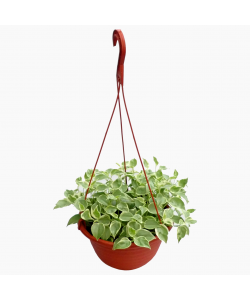 Peperomia Variegated Hanging Trailing Plant