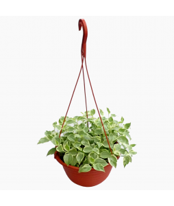 Peperomia Variegated Hanging Trailing Plant