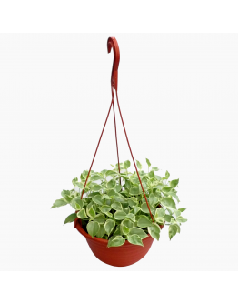 Peperomia Variegated hanging