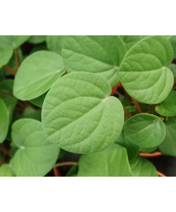 Peperomia Albovittata ‘Rana Verde’