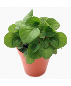 Peperomia Albovittata ‘Rana Verde’