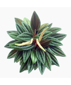 Peperomia Caperata ‘Rosso' Green