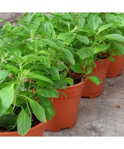 Peppermint Potted Herbs