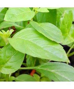 Peppermint Potted Herbs