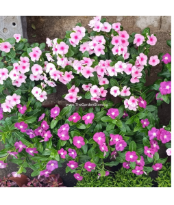 Periwinkle Vinca Roseus Hanging 日日春