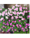 Periwinkle Vinca Roseus Hanging 日日春
