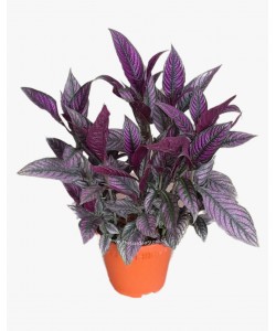 Persian Shield Strobilanthes dyerianus
