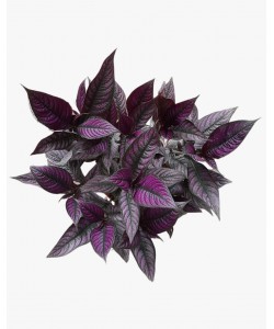 Persian Shield Strobilanthes dyerianus