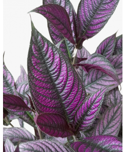 Persian Shield Strobilanthes dyerianus
