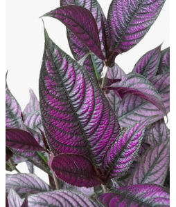 Persian Shield Strobilanthes dyerianus