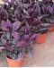 Persian Shield Strobilanthes dyerianus