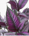 Persian Shield Strobilanthes dyerianus