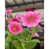 Petunia Hybrid