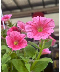 Petunia Hybrid