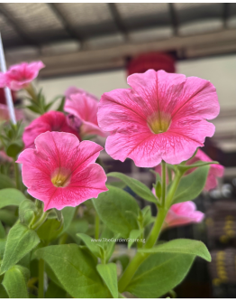 Petunia Hybrid