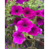 Petunia Hybrid