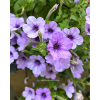 Petunia Hybrid