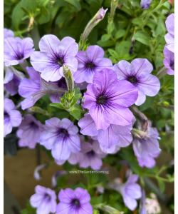 Petunia Hybrid