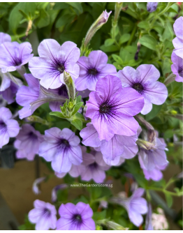 Petunia Hybrid