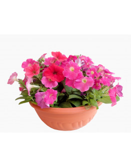 Petunia Big Flower Shallow Pot
