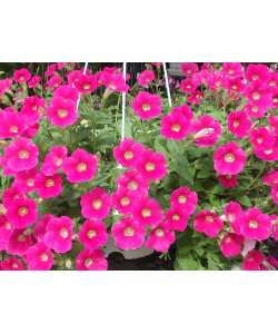 Petunia Hybrid