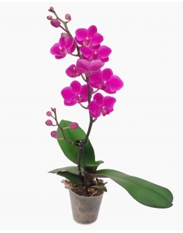 Mini Phalaenopsis Orchid (Single Stalk) - Purple