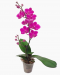 Mini Phalaenopsis Orchid (Single Stalk) - Purple