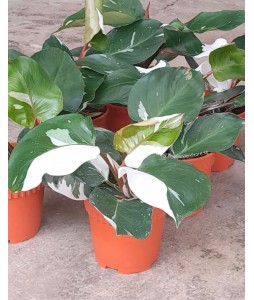 Philodendron White Knight P150