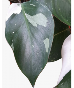 Philodendron White Knight P150