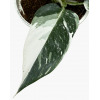 Philodendron White Wizard P150 白巫师蔓绿绒