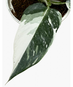 Philodendron White Wizard P150 白巫师蔓绿绒