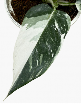 Philodendron White Wizard P150 白巫师蔓绿绒