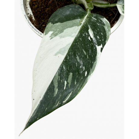 Philodendron White Wizard P150 白巫师蔓绿绒