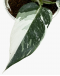 Philodendron White Wizard P150 白巫师蔓绿绒