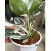 Philodendron White Wizard P150 白巫师蔓绿绒