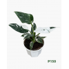 Philodendron White Wizard P150 白巫师蔓绿绒