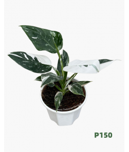 Philodendron White Wizard P150 白巫师蔓绿绒