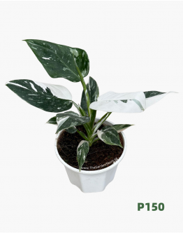 Philodendron White Wizard P150 白巫师蔓绿绒