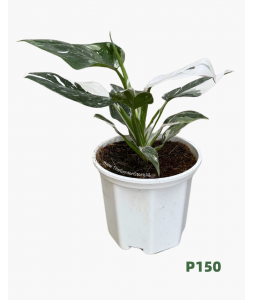 Philodendron White Wizard P150 白巫师蔓绿绒